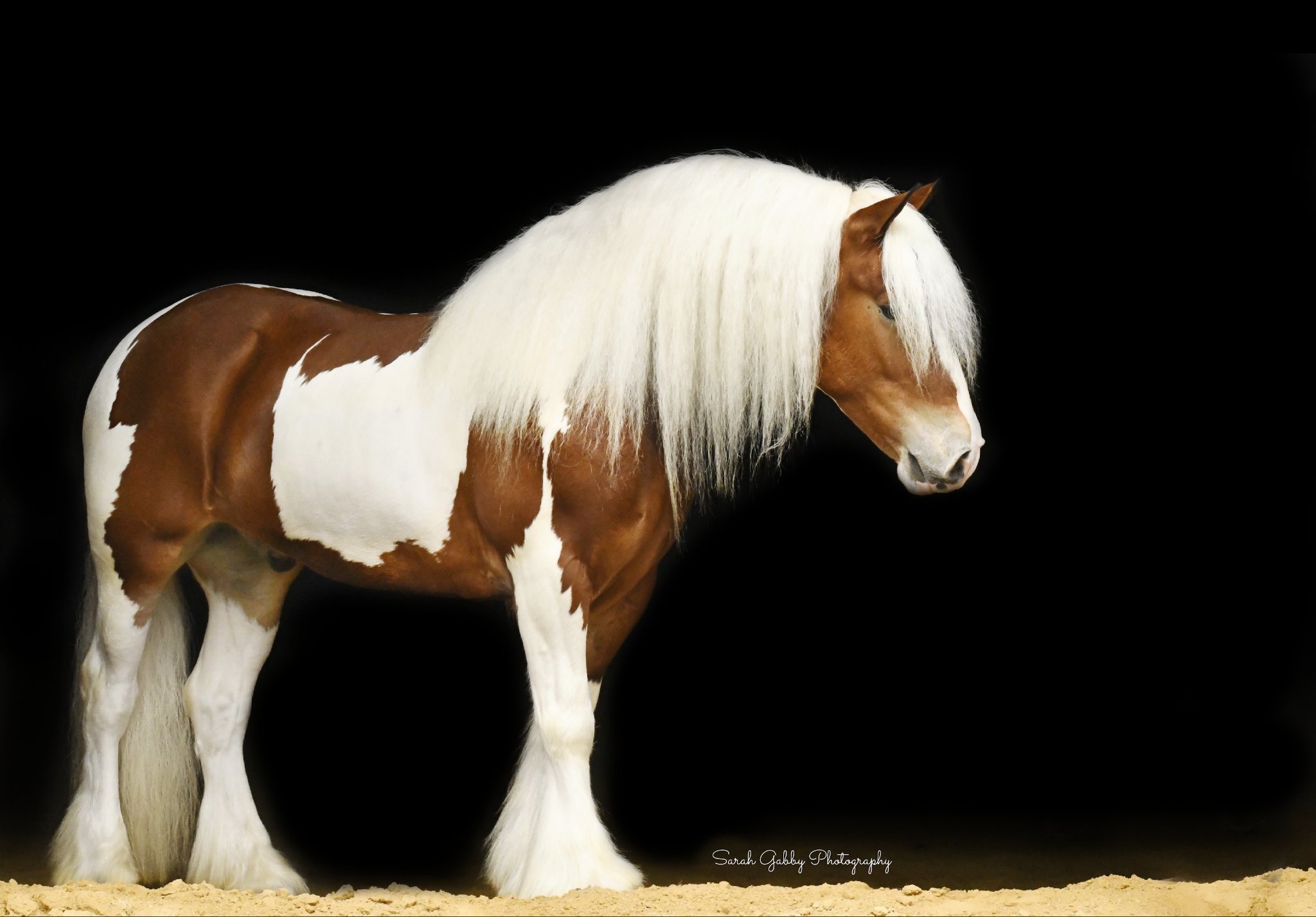 Trigger - 14.2hh Tri Coloured Gypsy x Haflinger @Saddle Mountain Elite Horses